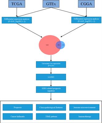 The integrative analysis based on super-enhancer related genes for predicting different subtypes and prognosis of patient with lower-grade glioma